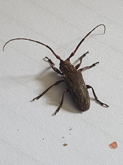 Hesychotypa subfasciata