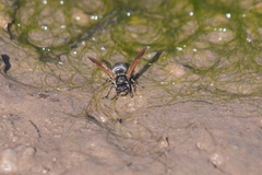 Brachygastra lecheguana