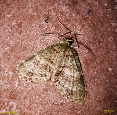 Sauris purpurotincta