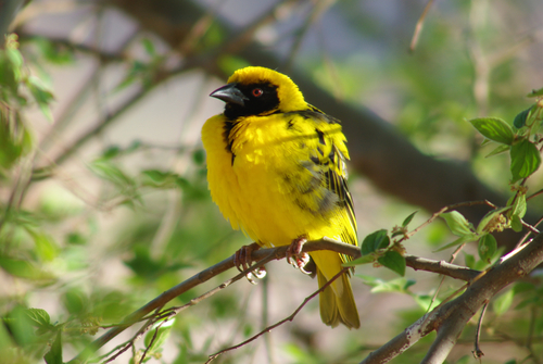 Village Weaver