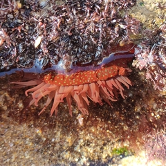 Actinia fragacea