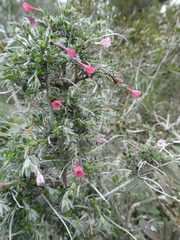 Lithodora hispidula versicolor