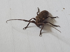 Hesychotypa subfasciata