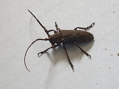 Hesychotypa subfasciata