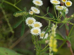 Erigeron philadelphicus