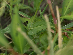 Erigeron philadelphicus