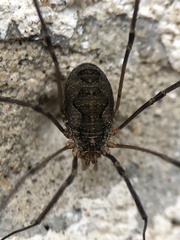 Phalangiinae