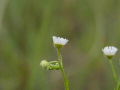 Erigeron annuus