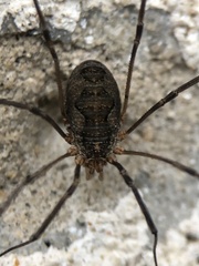 Phalangiinae
