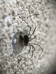 Phalangiinae