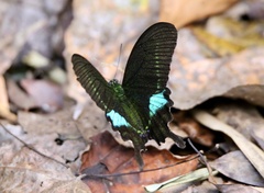 Papilio hermosanus
