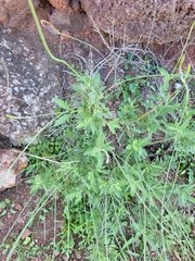 Lavandula