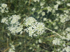 Lepidium