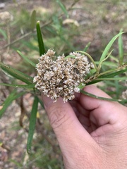 Ozothamnus argophyllus