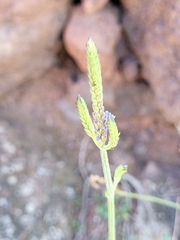 Lavandula