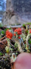 Cladonia bellidiflora