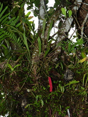 Anthurium gracile