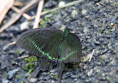 Papilio hermosanus