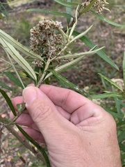 Ozothamnus argophyllus