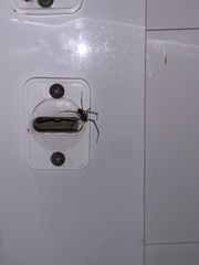 Scytodes globula