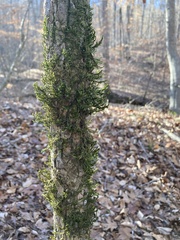 Porella platyphylla