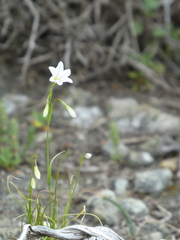 Gagea graeca
