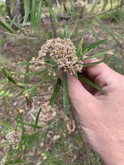Ozothamnus argophyllus