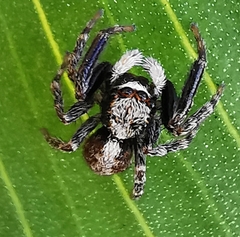 Pseudeuophrys lanigera
