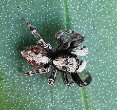 Pseudeuophrys lanigera