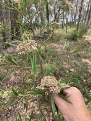 Ozothamnus argophyllus