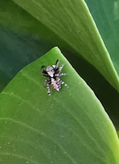 Pseudeuophrys lanigera