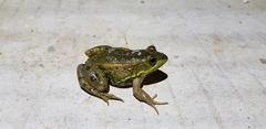 Pelophylax plancyi
