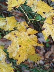 Torminalis glaberrima