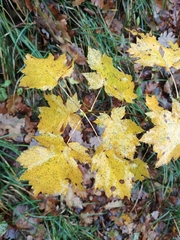 Torminalis glaberrima