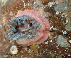 Anthopleura ballii