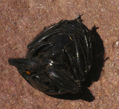 Scarabaeus rusticus