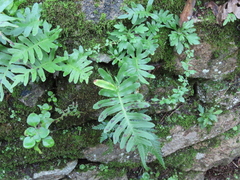 Polypodium cambricum