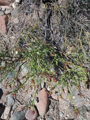 Menodora decemfida