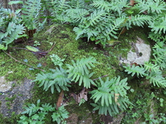 Polypodium cambricum