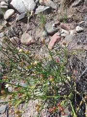 Menodora decemfida