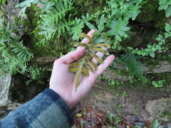 Polypodium cambricum