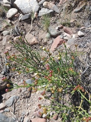 Menodora decemfida