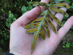 Polypodium cambricum