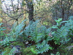 Polypodium cambricum