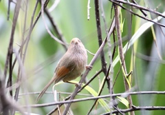 Sinosuthora webbiana