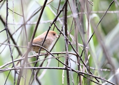 Sinosuthora webbiana