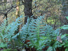 Polypodium cambricum