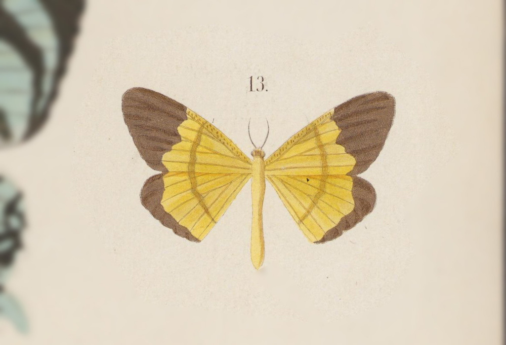 Eumelea genuina