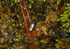 Diptera