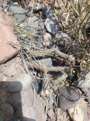 Pterocactus tuberosus